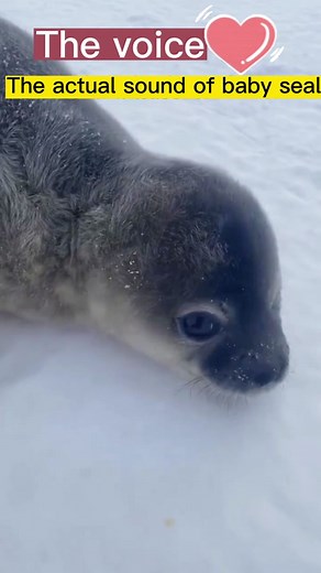 What Sound Does a Seal Make? Exploring Seal Animal Sounds