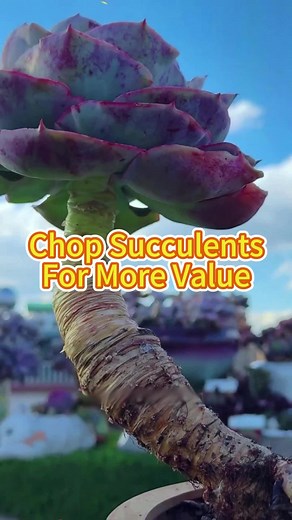 Chop succulents for more value #garden #plant #gardening101 #cutting #succulents