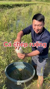 508K views · 4.2K reactions | Những con cá chép ruộng thơm ngon chỉ mùa đông mới có hôm nay các anh chị hãy cùng cách thu hoạch và nướng ăn ở ngay tại bờ ruộng #mavancach ￼ | Ma Văn Cách | Facebook