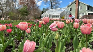 Here's when and where you can see spring blossoms in Connecticut