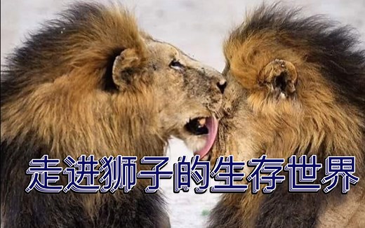 铁打的狮群，流水的雄狮，带你了解生生不息的，真实的野生狮子世界