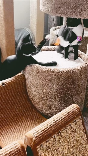 100% foster-based, cage-free, no-euthanasia 501(c)(3) nonprofit cat rescue in San Francisco❤️
