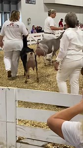 2025 ADGA Spotlight Sale will be held for the first time at the National show in grand Island, NE this year. We are excited to have been accepted into the sale. Lamancha Buck Consignment: J-Haven’s JT TheGreat Gats-bee Featuring his dam today CH J-Haven’s MD Birds & The Bees “Ms. Bees” This was her in the CH line up at the 2024 ADGA National Show where she was the 1st/1st udder 2 year old. If you are looking for general appearence, udder attachment, strength and depth without giving up dairy str