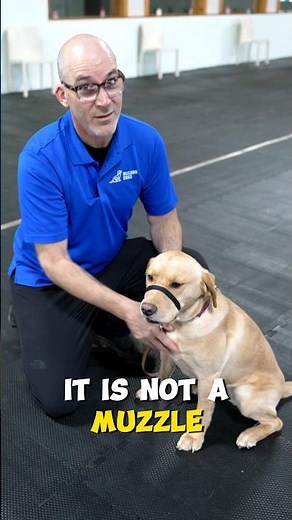 AMAZING Tool To STOP Pulling On Walks