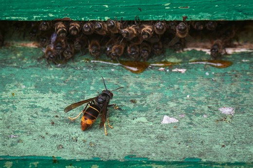 How to treat an Asian hornet sting: Pharmacist issues advice after a surge in UK sightings