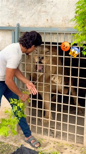 Hungry lion 😡😱 #wildliferescue #animals #largecats #tigerspotted #lionnation #lion #wildlife 😱