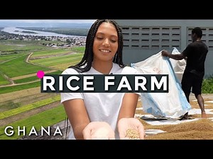 RICE FARM IN GHANA | 20% RETURNS ON RICE FARM INVESTMENT? | Agriculture in Ghana