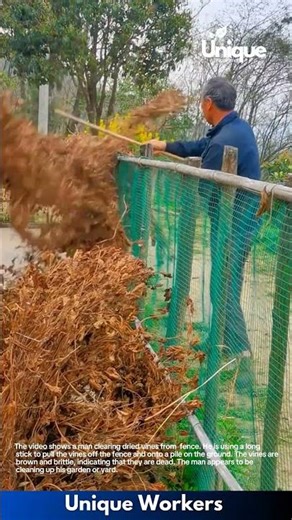 Clearing Dried Vines from Fence: A Gardener's Task