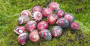 7 of the World's Most Beautiful Snails