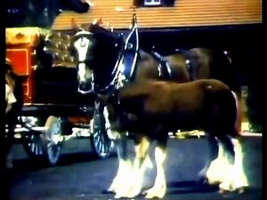 Budweiser Clydesdales Commercial (1975)