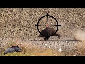 Night Hog Hunting in Texas – What They Don’t Show You!