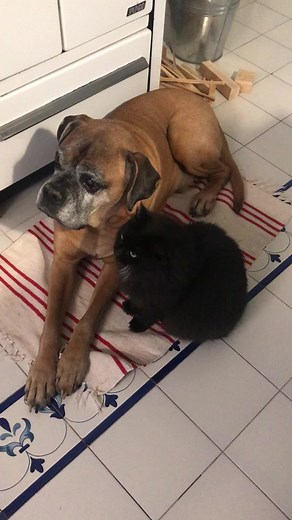 Heartwarming Moments: Dog and Kitten Together
