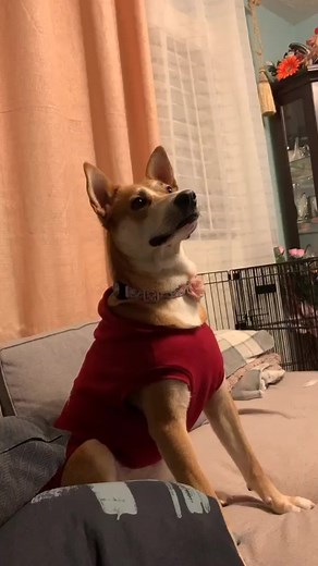 #Fyp #dog #facezoomchallenge #greenscreenvideo #foryoupage #dojadog