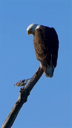Bald Eagle and Blue Jay Interaction