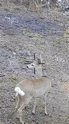 Hunter Tracks a Wild Goat in Deep Forest #hunting