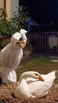🐱🦆 Cat vs Duck = Funniest Animal Friendship Ever #cat #funny #duck