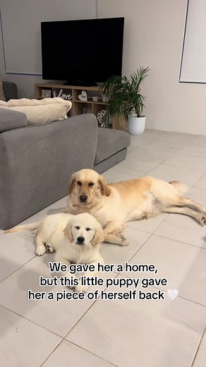 Golden Retriever Rescued: How a Puppy Restored Her Joy