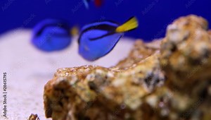 Doktorfisch, Acanthurus leucosternon