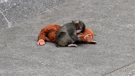 Punch the Monkey zookeepers issue update after concerns raised by visitors