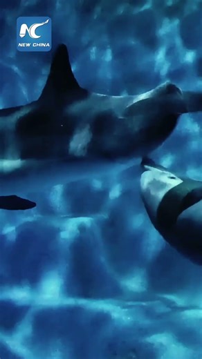 A rare sight: Dolphin lactation at NE China ocean park