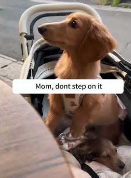 Gentleman’s dog mother does not work #funnyvideos #dogs #foryou #doglover #doggielife #pets #funny