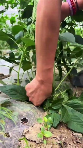 How to Grow Healthy Chili Plants at Home #growfarming #farmingtips