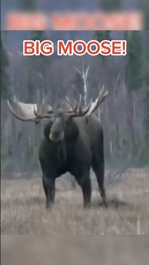 worlds biggest moose caught on camera #animals