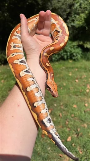 106 reactions · 37 comments | We welcomed Fuego, a juvenile blood python, to our home yesterday. Fuego is the start to a future breeding program. I plan on using my skills as a breeder for a new endeavor, working with this amazing variety of snake. | Thieving Otter Farm | Facebook
