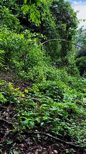 Después de la lluvia 🌧️ 🐗🐶 | Sangre Azul Kennels