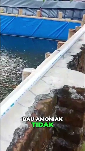 Bau Amoniak Menyengat? Kolam Lele Anda Butuh Perhatian Segera!