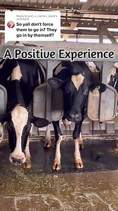 2.1K views · 38 reactions | As a vet, I do a lot of training on farms to help make sure milking a positive experience for the cows. #animal #humane #animalhandling #lowstress #dairy #cow #milk #parlor #lactation #walk #noforce #bekind #dairydoc #dairykind | Dairy Doc | Facebook