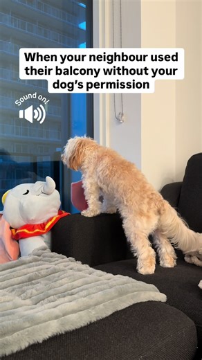 The sneeze was personal😂 Attention all 50 floors of neighbours across the building: Do not use your balcony without Duffy’s approval! Non-compliance will result in being intensely judged by a tiny floof from the window😂 #funnydog #cutedog #dog #dogs #maltipoo