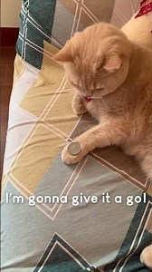 Amazing Cat Performs Magic Trick! #Cats #Tricks