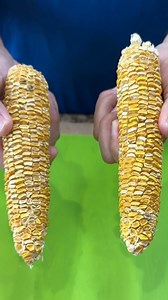 8.8K views · 69 reactions | Pop Your Corn Cob - It took a little time to dry it out completely, but it worked! #popcorn #michigancorn #cornonthecob | Todd’s Got Game | Facebook
