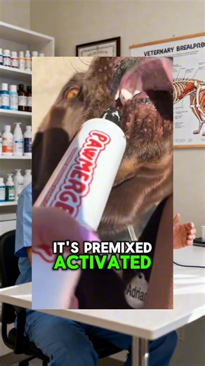 Comment "CHOCOLATE" for my complete first aid checklist for your pup ⚕️🐕 #petdog #doghealth #doghealthtips | Daily Dog Tips