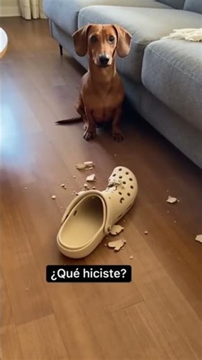 Solo dejé a los perros solos unos minutos…¿Quién fue el peor? 😭 ... 😂 #gracioso #funny
