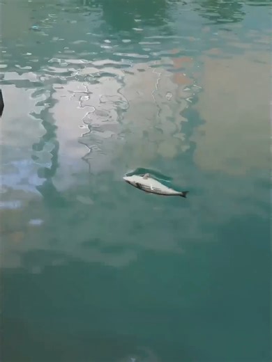 Interesting Facts About Fishes You Didn't Know