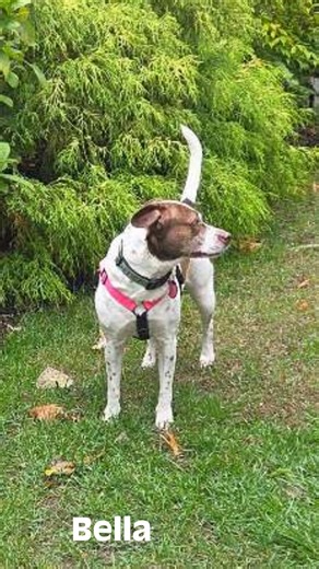  It’s been another fantastic week at Critter Sitters and More! We’ve...