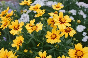 25 Yellow Flowers for the Happiest Garden in the Neighborhood