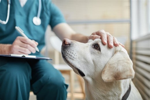 Mobile Clinic Launches in Worcester To Tackle Pet Overpopulation, Shelter Overcrowding