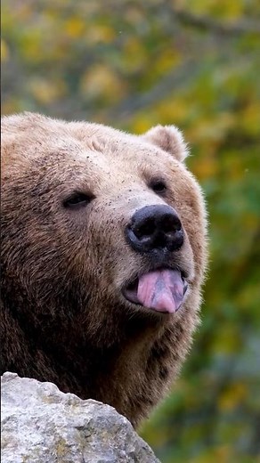 Why Do Some Animals Hibernate? 🐻🦔🐿️❄️