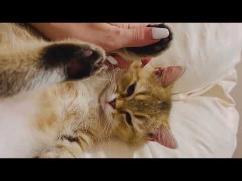 15 Minutes of Pure Kitten Purring for Deep Relaxation and Better Sleep ASMR