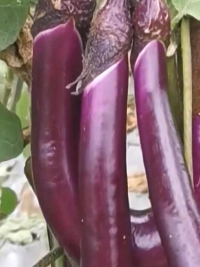 농업에서 베이킹소다의 효과