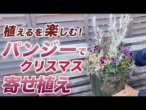【初心者・中級者向け!】お正月まで楽しめる寄せ植え♪冬のアレンジ方法を伝授します【初心者向け】【ガーデニング】【園芸チャンネル】