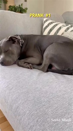 24K views · 335 reactions | Big Tough Pitbull Is TERRIFIED of... a Tiny Frog!   #funnydogs #dogprank #pitbull #chihuahua #frog #scareddog #dogreaction #bigdogvssmalldog  You do not have the right to take or repost my videos. It has permission from me, the owner. ⚠️ | Sana Shafi | Facebook
