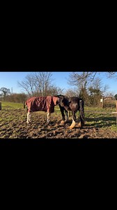 258 reactions · 19 comments | Mummy is putting me in with a friend occasionally, to help me settle and when she has a busy day so I won't jump any fencing!  Unfortunately my friendly advances were spurned by Captain, so I have gone off to sulk at the other end of the field with the other horses!  #Horse #Field #Fwends #Equestrian  | The Antics of Mr Mo | Facebook