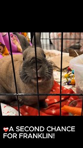 ❤️‍🩹A SECOND CHANCE FOR FRANKLIN! 📲A BWF volunteer got a text from a friend - there was a stray bunny, definitely domestic, lost, and roaming an alley behind some homes in Culver City. 🍌The BWF volunteer grabbed a banana and made the drive over to Culver City with her boyfriend. The lost bun was spotted, and the boyfriend held out the banana until the bunny approached. It wasn’t long until the bunny was blissfully munching. The BWF volunteer then scooped up the bunny and drove him back to Pas