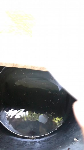 Something Fishy on Reels