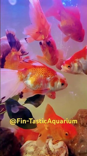 Beautiful & Exotic Goldfish 🐠✨ | Stunning Aquarium Fish Showcase