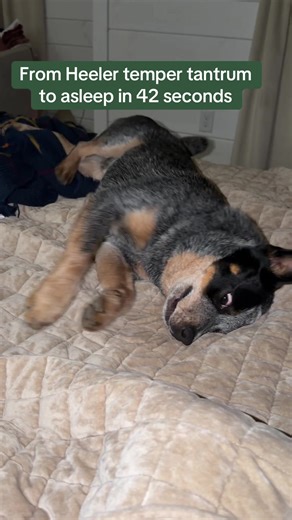 Christmas Vacation with a Blue Heeler